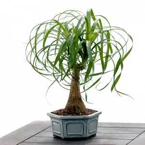 ponytail-bonsai (300x300, 59Kb)