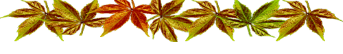 0b29c283b1860963b52946db242b2b43 (500x80, 16Kb)