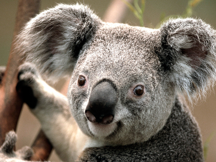 Koala (700x525, 423Kb)