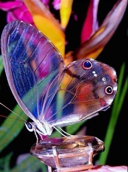 Glass-Butterfly (449x604, 136Kb)