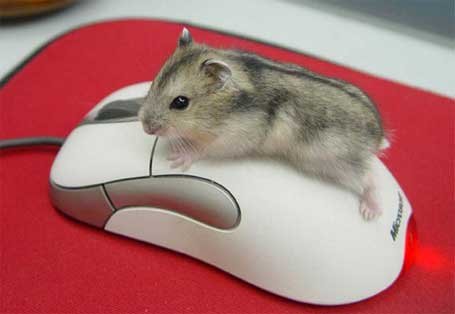 functions of a computer mouse / 3185107_kak_polzovatsya_komputernoi_mishu (455x314, 17Kb)