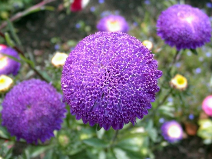 14 (700x525, 251Kb)