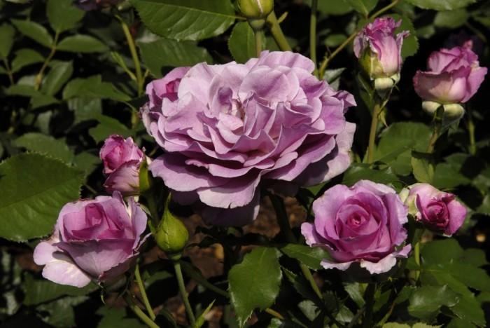 Rose-Garden_15 (700x468, 167Kb)