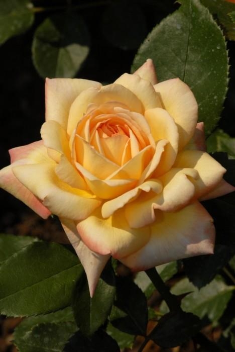Rose-Garden_20 (468x700, 120Kb)