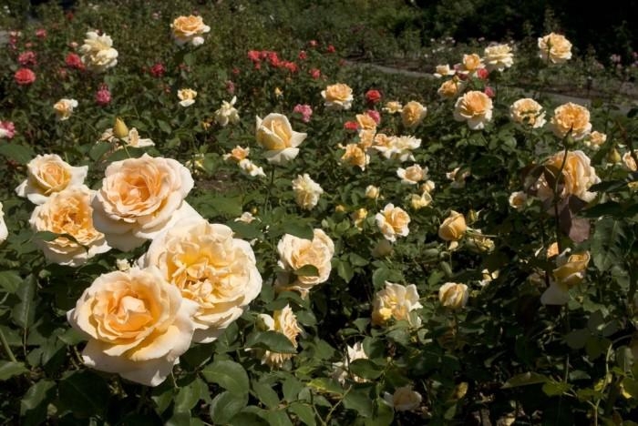 Rose-Garden_33 (700x468, 218Kb)