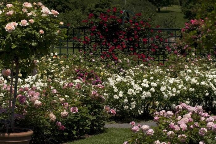 Rose-Garden_53 (700x468, 256Kb)