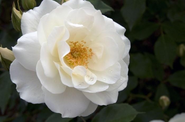Rose-Garden_69 (700x465, 98Kb)