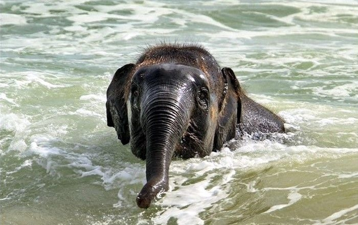 elephant_swim_05 (700x440, 260Kb)