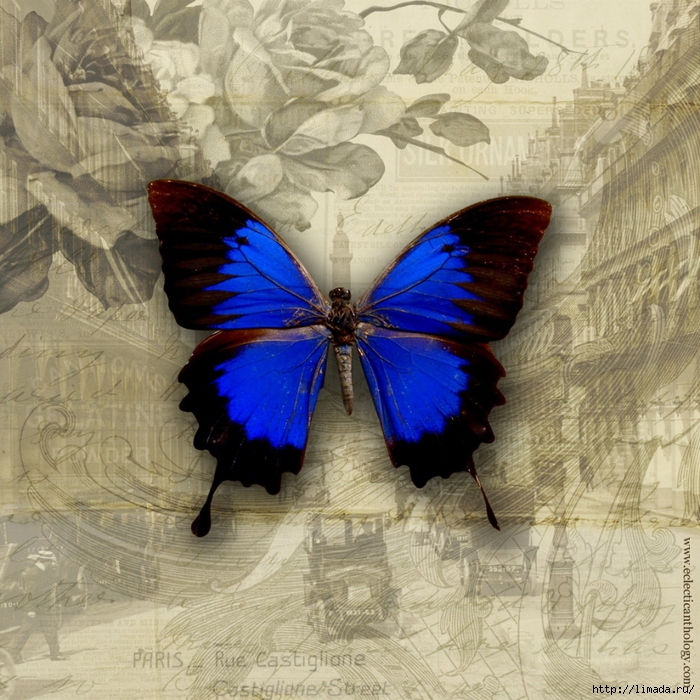 EA-Papillon-iPad-Wallpaper (700x700, 412Kb)