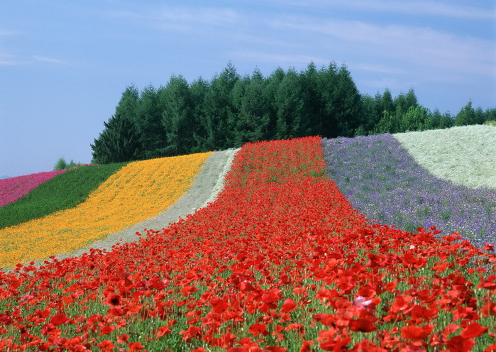     !  Furano  Biei !