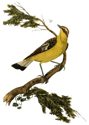 bird+yellow+print+vintage+image+graphicsfairy003b (284x400, 67Kb)