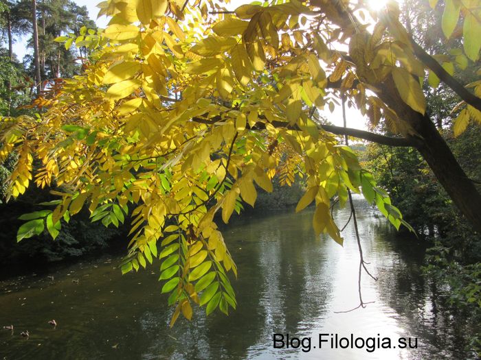 Дерево с желтыми листьями нависает над водой. Москва, Серебряный бор. (700x525, 96Kb)
