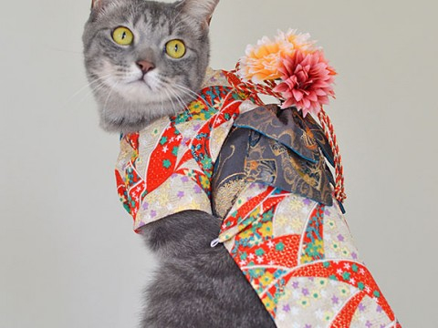 Кошки в кимоно4 (480x360, 144Kb)