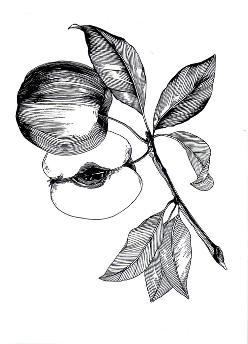  (505x700, 179Kb)