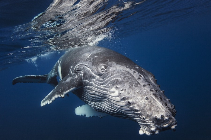 горбатые киты фото Габи Баратью 1 (700x466, 279Kb)