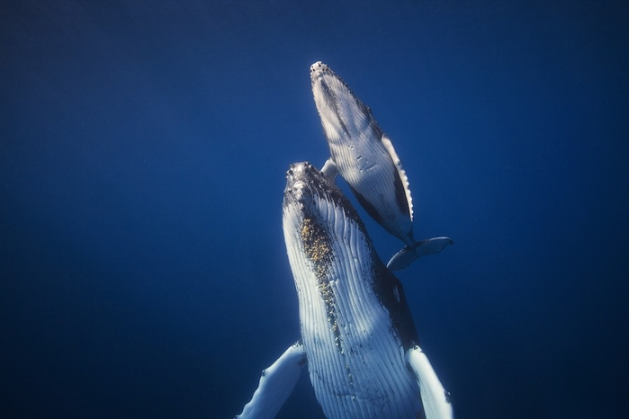 горбатые киты фото Габи Баратью 4 (700x466, 175Kb)