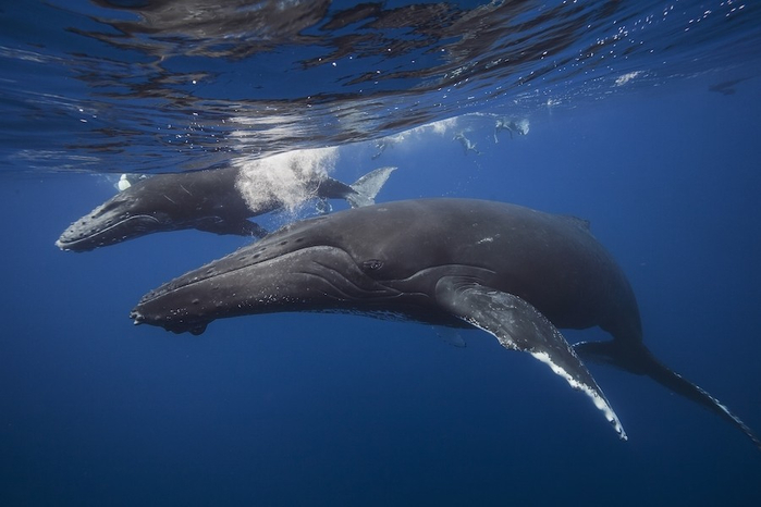 горбатые киты фото Габи Баратью 6 (700x466, 228Kb)