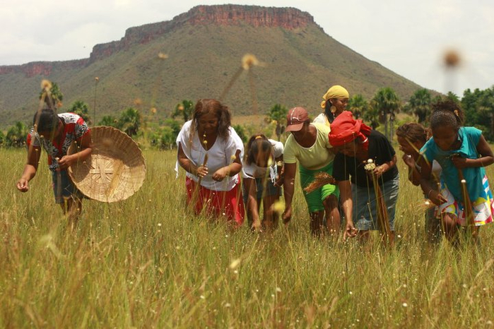 colheita-do-capim-dourado-no-parque-estadual-do-jalapo_crdito (700x466, 362Kb)