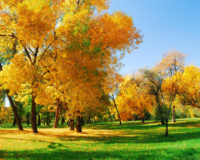 Golden-autumn_1280x1024 (700x560, 722Kb)