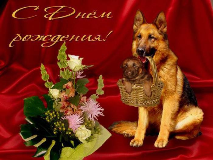 Поздравления для животного Поздравления для животного