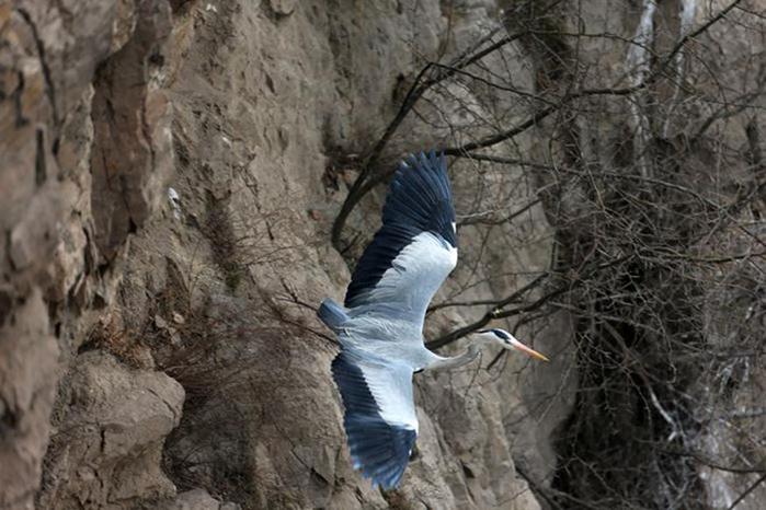 Китай. Прекрасные птицы на реке Хуанхэ