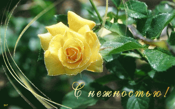 жёлтая-роза-ММ (600x375, 1121Kb)