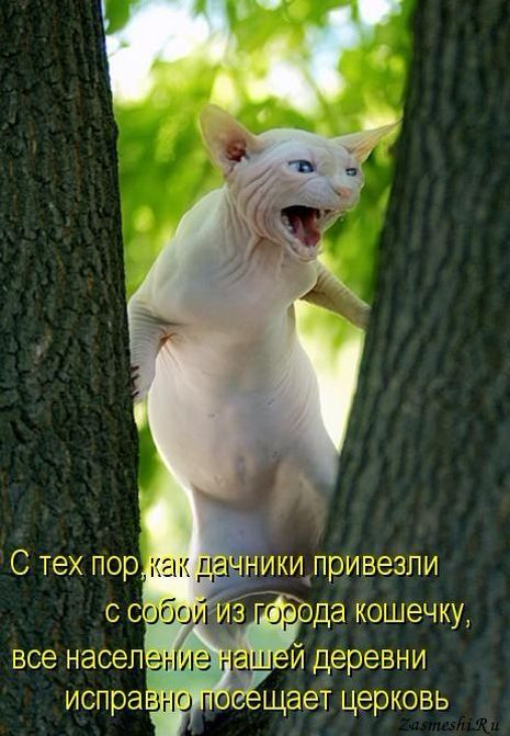 5680197_117Novayakoshkavderevne (465x671, 61Kb)