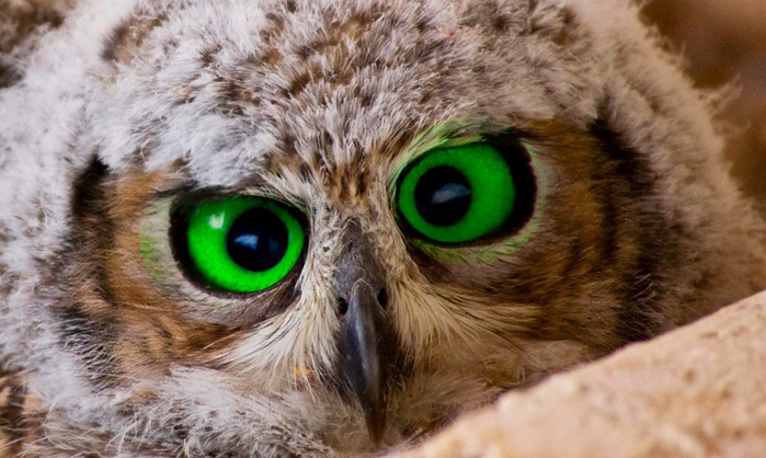 Owl (700x418, 328Kb)