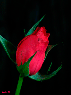 39e81016240782550f0e1b138268b2b2 (240x320, 956Kb)