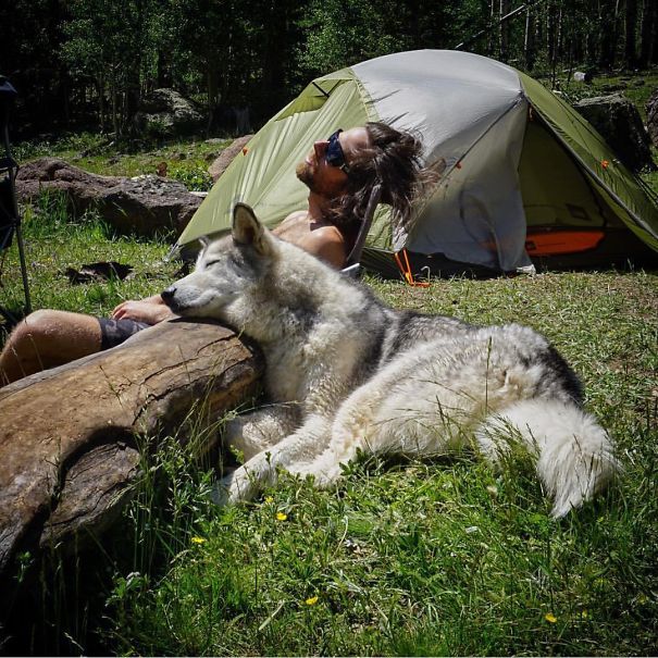 4954089_campingwithdogryancarter1__605 (605x605, 113Kb)