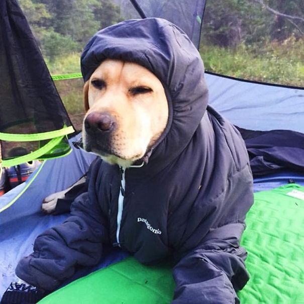 4954089_campingwithdogryancarter63__605 (605x605, 60Kb)