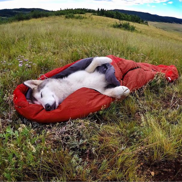 4954089_campingwithdogryancarter107__605 (605x605, 119Kb)