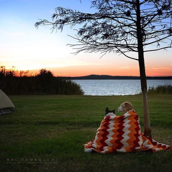 4954089_campingwithdogryancarter116__605 (605x605, 66Kb)