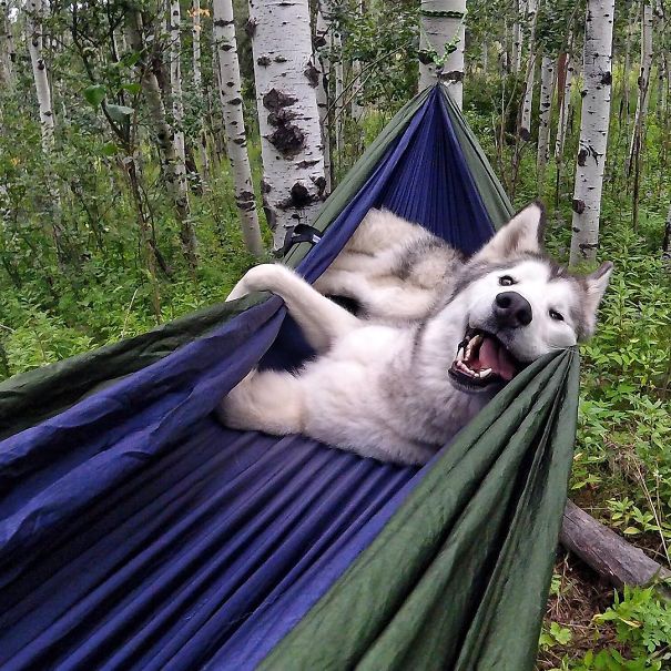 4954089_campingwithdogryancarter123__605 (605x605, 113Kb)