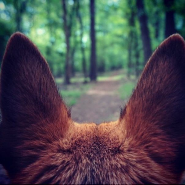 4954089_campingwithdogryancarter35__605 (605x605, 46Kb)
