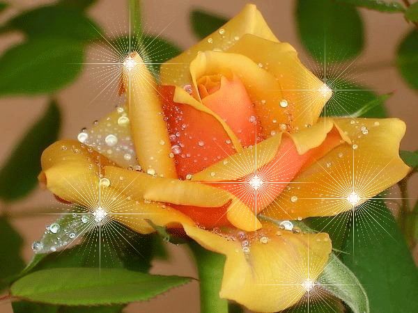 мерцающ роза (600x450, 522Kb)