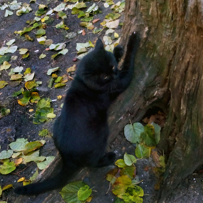чёрный кот Бегемот/683232_begemotik (700x700, 145Kb)