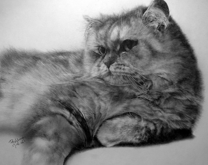 cat_drawing_for_calendar_10pcs_by_paullung (700x554, 237Kb)