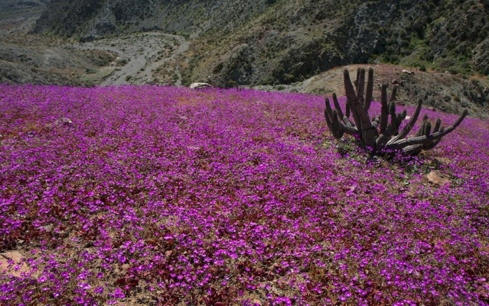 5 (700x438, 522Kb)