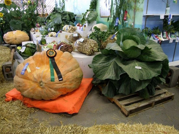гигантские овощи с аляски 1 (700x524, 425Kb)
