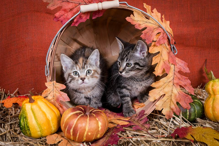 Fall-Kittens-in-a-bushel-basket (700x466, 420Kb)