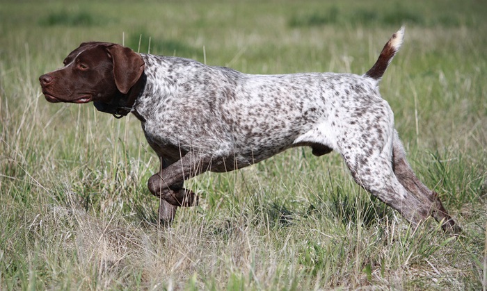 658348_GermanWirehairedPointer (700x419, 139Kb)