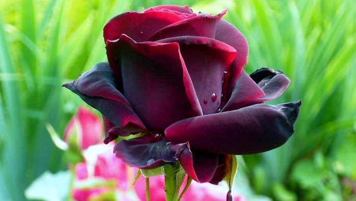 image (11) (700x395, 76Kb)