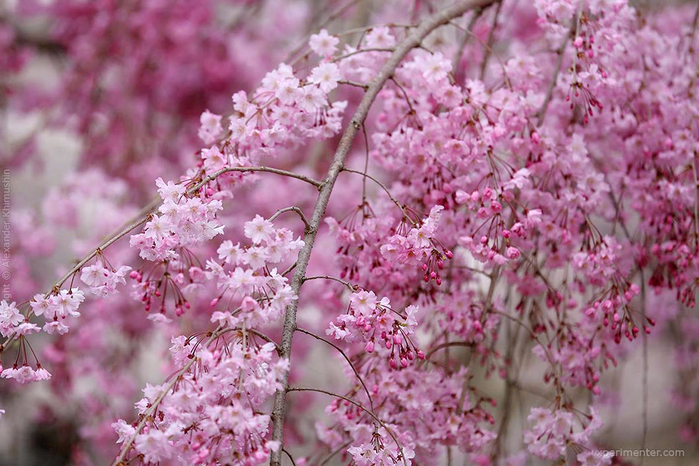 77ddb506a6c9f981366aab3051d2ac8a (700x466, 428Kb)