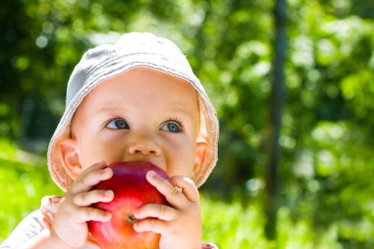 non-browning-GMO-apples-in-baby-food-537x357 (537x357, 168Kb)