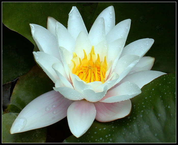 3166706_WATERLILY_615_by_THOM_B_FOTO (800x650, 120Kb)