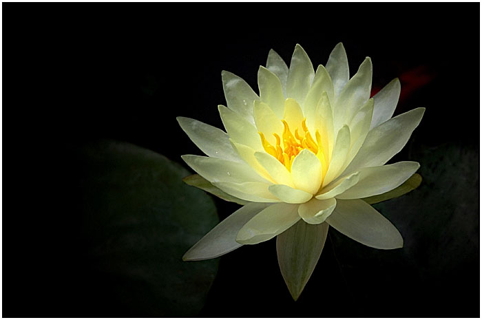 3166706_YELLOW_WATERLILY_by_THOM_B_FOTO (800x535, 56Kb)