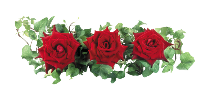 Roses (33) (700x338, 223Kb)