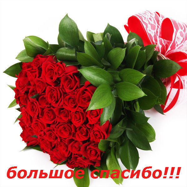 розы большое спасибо (600x600, 93Kb)