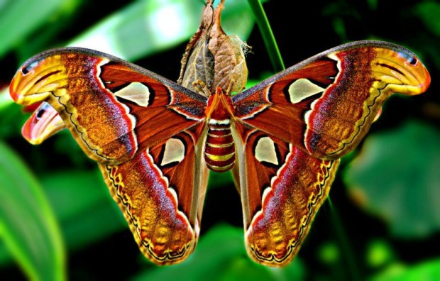 5087732_0449620x396 (620x396, 81Kb)